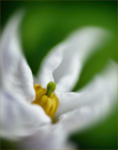 "Small white Flower" by Bob Elliott