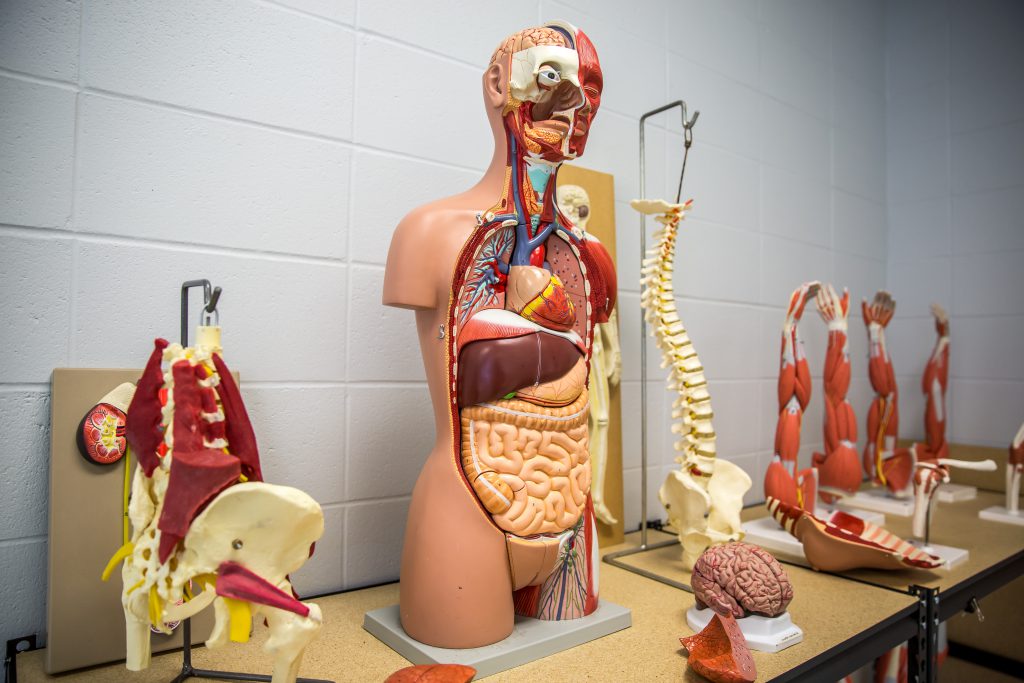 Anatomy Models