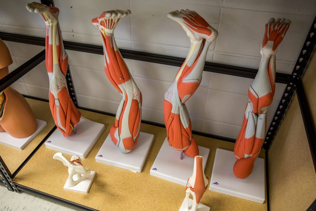 Leg Anatomy Models