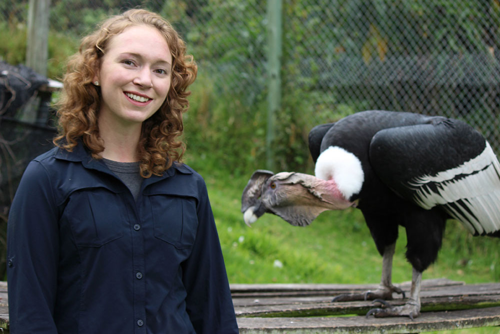 Working with a captive Andean Condor