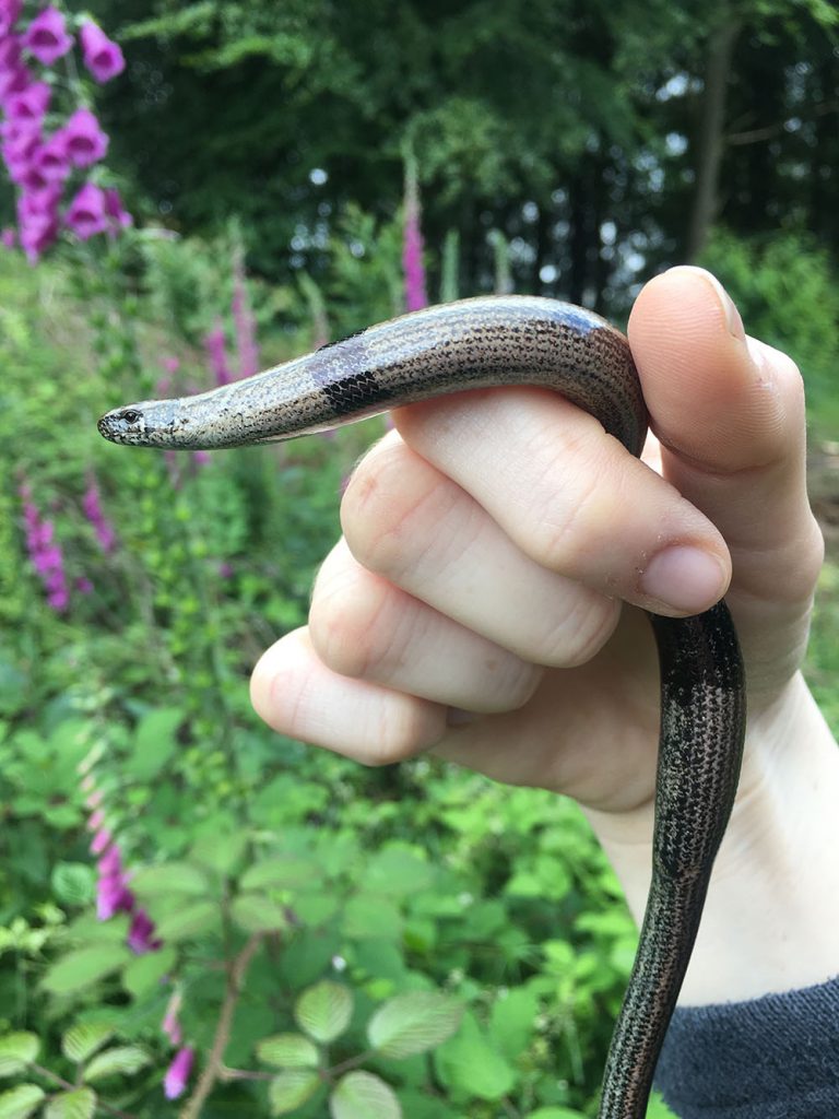 Marking a slow-worm for her master's dissertation