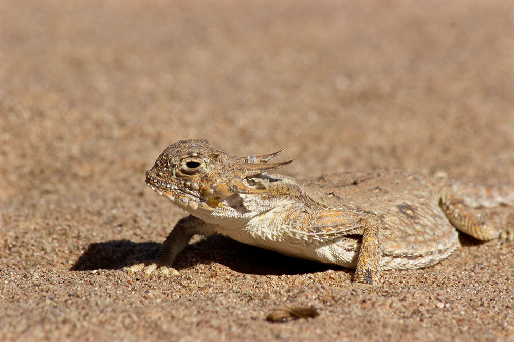 Flat-tailed horned lizard