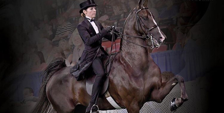 Sarah MacKenna riding a Vonderschmitt horse