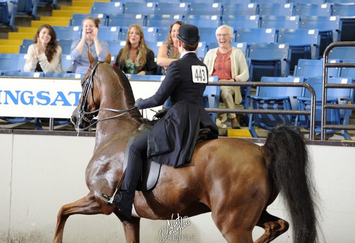 Sarah Track at the Missouri State Fair with other Equestrian Science Faculty in the stands