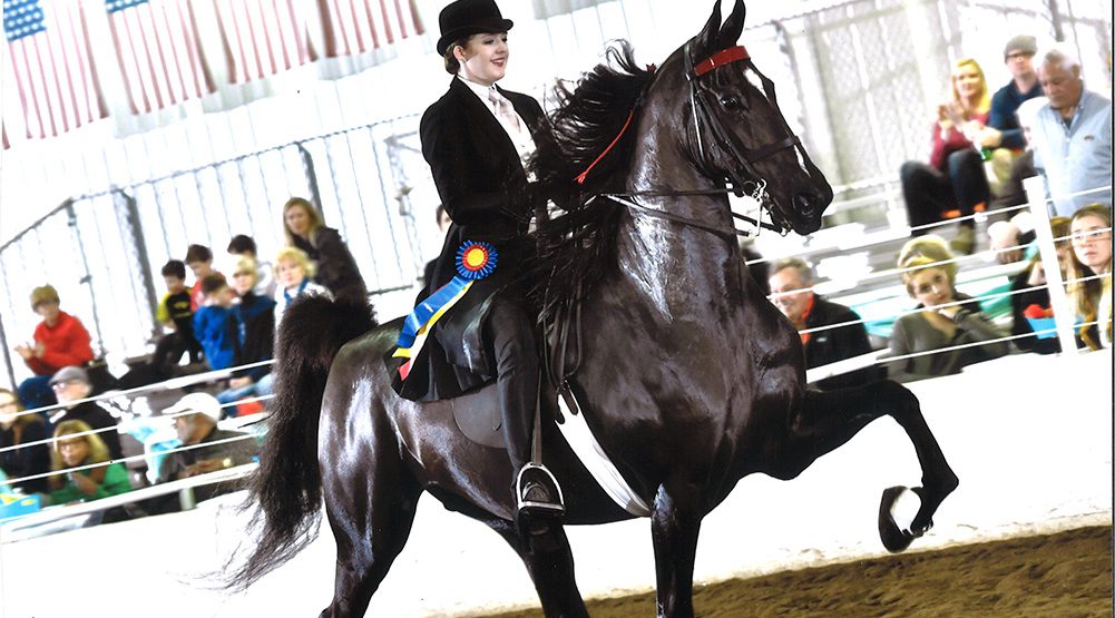 WWU equestrian student showing an American Saddlebred