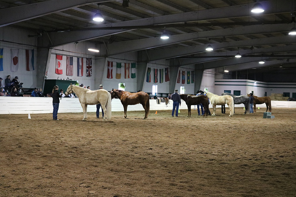 Photo of a line-up of horses at the MFTHBA clinic