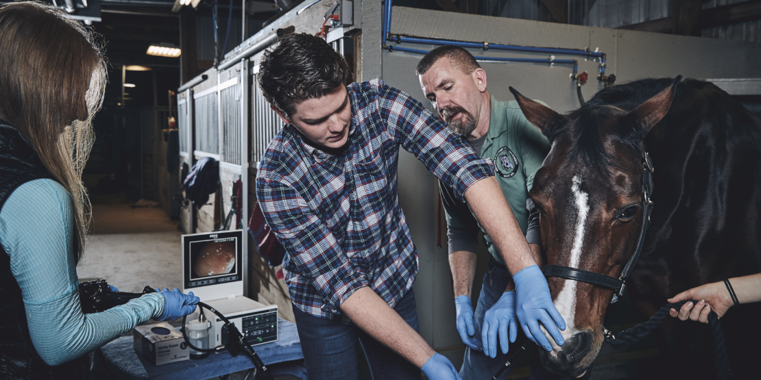 Center for Equine Medicine